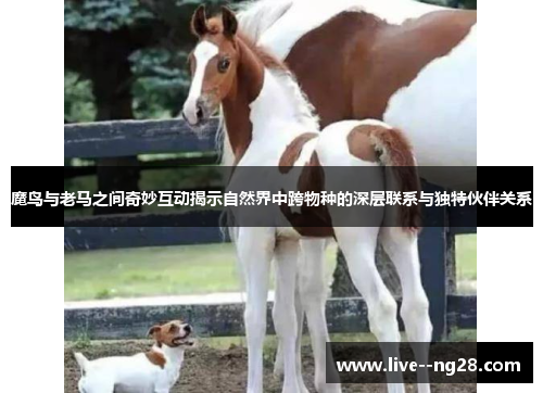 魔鸟与老马之间奇妙互动揭示自然界中跨物种的深层联系与独特伙伴关系